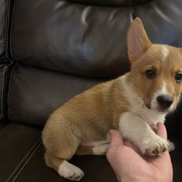 T'Challa - White and red Pembroke Welsh Corgi puppy in Dickinson, Texas from Gulf Coast Corgis