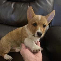 T'Challa - White and red Pembroke Welsh Corgi puppy in Dickinson, Texas from Gulf Coast Corgis