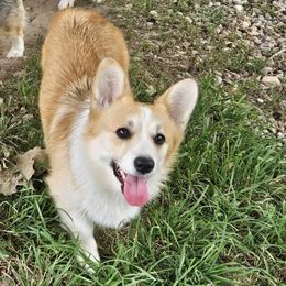 Maggie - Pembroke Welsh Corgi