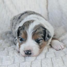Boy 4 (Blue) - Blue merle male Australian Shepherd puppy in Yakima, Washington from Naches Heights Ranch