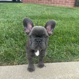 Sandy - Blue female French Bulldog puppy in Belleville, Illinois from Poppy’s Frenchies
