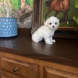 Lyra - White and lemon female Maltese puppy in Hesperia, California from House of Poodles
