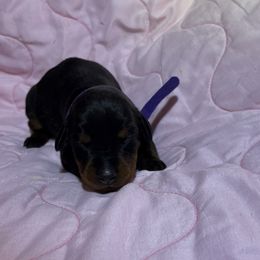 Jackie - Black and rust female Doberman Pinscher puppy in Boyd, Texas from Team Feem Breeders