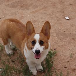 Tater - Pembroke Welsh Corgi