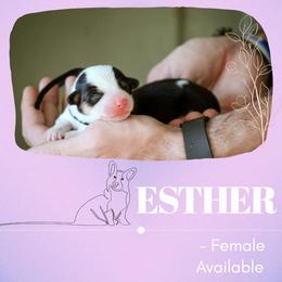 Esther - Black and tan female Pembroke Welsh Corgi puppy in South Otselic, New York from Ridge Top Corgis