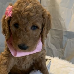 Pink Girl - Goldendoodle puppy in Marionville, Missouri from Wright Ranch Doodles