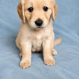 Golden Retriever Puppies from Picklebee Acres