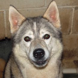 Siberian Huskies from Sunriser Kennels