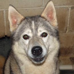 Siberian Huskies from Sunriser Kennels