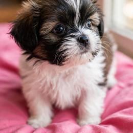 Shichon and Shih Tzu Puppies from Angie’s Teddy Bear Puppies Minnesota