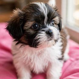 Shichon and Shih Tzu Puppies from Angie’s Teddy Bear Puppies Minnesota