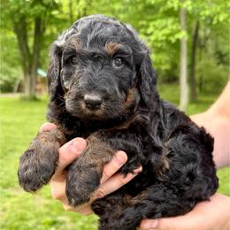 Milkshake - Phantom female Bernedoodle puppy in Midland, Michigan from Northern Charm Farm