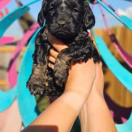 Coral - Black and tan female Cockapoo puppy in Indiahoma, Oklahoma from Phamily Doodles