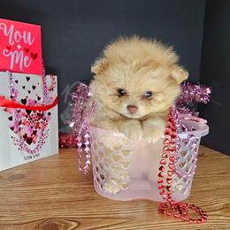 Pepper's Rollercoaster - Chocolate merle male Pomeranian puppy in Plant City, Florida from Pepper's Pomeranians