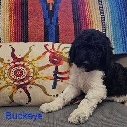 Poodle Puppies from Arizona's Once Upon A Boston and Poodle ❤️
