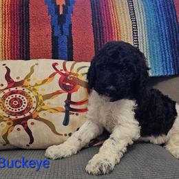 Poodle Puppies from Arizona's Once Upon A Boston and Poodle ❤️