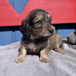 Little Man - Red male Dachshund puppy in Willow Springs, Missouri from Krazy Acre Farm