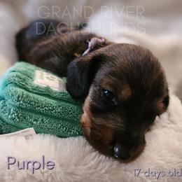 Purple Boy - Red male Dachshund puppy in South Dakota from Grand River Dachshunds
