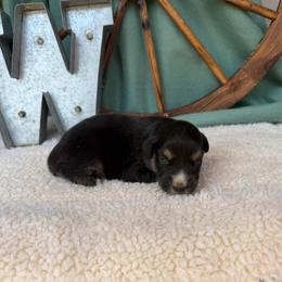 Boy 2 - Black tri male Miniature Australian Shepherd puppy in Checotah, Oklahoma from Wild Outlaw Aussies