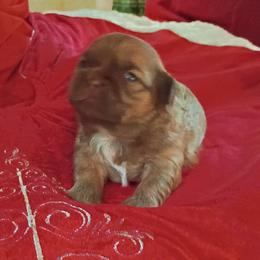 Little man - Red and tan male Shih Tzu puppy in Browns Summit, North Carolina from Lisa's Shih Tzus