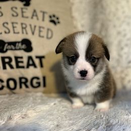 Howard - Pembroke Welsh Corgi puppy from Kenyon Pembroke Welsh Corgis