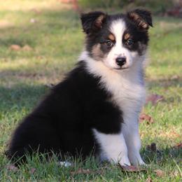 Black Tri Female - Black tri-color female Australian Shepherd puppy in Northport, Alabama from Sipsey River Australian Shepherds