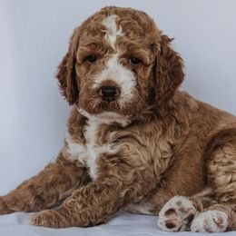 Goldendoodle Puppies from Lover Dover Doodles