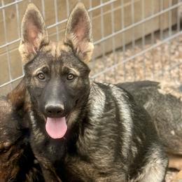 Boy 4 - Sable male German Shepherd puppy in Beech Grove, Arkansas from Ze Zadnich lesu
