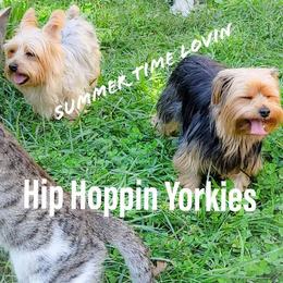 Yorkshire Terrier Puppies from Hip Hoppin Yorkies
