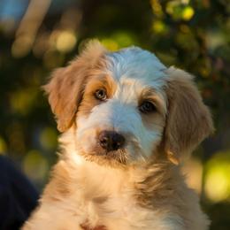 Marshall - male Australian Mountain Doodle puppy in Cortez, Colorado from Sassy Pants Pups