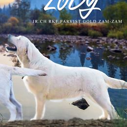 Zoey  - Labrador Retriever