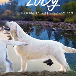 Zoey  - Labrador Retriever