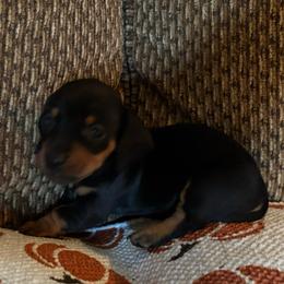 Maxx - Black and tan male Dachshund puppy in Nashville, Georgia from Riverside Dachshund