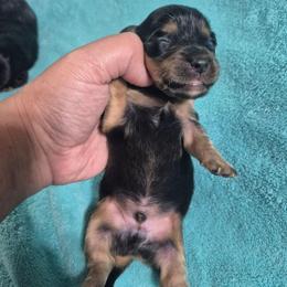 Larry - Black and tan male Dachshund puppy in Aiken, South Carolina from Paragon Puppies
