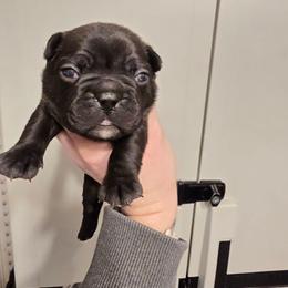 Female 1 - Black female French Bulldog puppy in Yellowstone County, Montana from JNS Frenchies