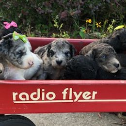 Goldendoodle and Labradoodle Puppies from Oopsie Doodles of NC