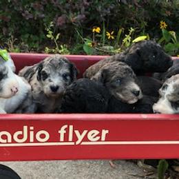Goldendoodle and Labradoodle Puppies from Oopsie Doodles of NC