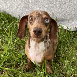 Dachshund Puppies from 1 Moore Dachshund
