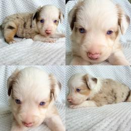 Red Merle female - Red merle female Miniature Australian Shepherd puppy in Brooker, Florida from Honey, I Shrunk the Aussies