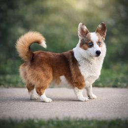 Blaze - American Corgi