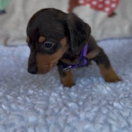 Girl 2 - Dapple female Dachshund puppy in Bakersfield, California from KC Doxies
