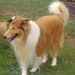 Collies from Country Haven Collies
