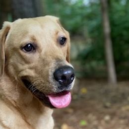 Labrador Retrievers from Jackson Woods Labradors