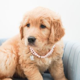 Golden Retriever, Miniature American Shepherd, and Siberian Husky Puppies from HuskiesAndGoldensWithFinesse