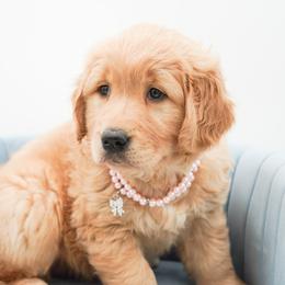 Golden Retriever, Miniature American Shepherd, and Siberian Husky Puppies from HuskiesAndGoldensWithFinesse