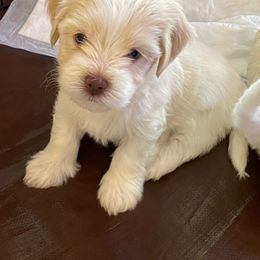 Havanese Puppies from Karen Pierce's Havanese