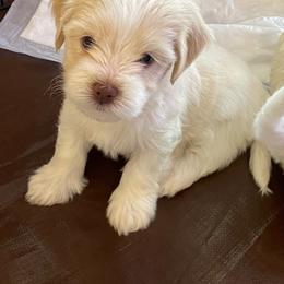 Havanese Puppies from Karen Pierce's Havanese