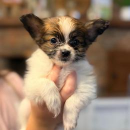 Bell - White and sable female Papillon puppy in Coatesville, Indiana from Wendy’s Wings