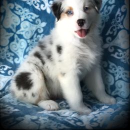 Australian Shepherd Puppies from Cahaba Australian Shepherds