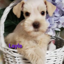 Miniature Schnauzer Puppies from Mountain View Schnauzers